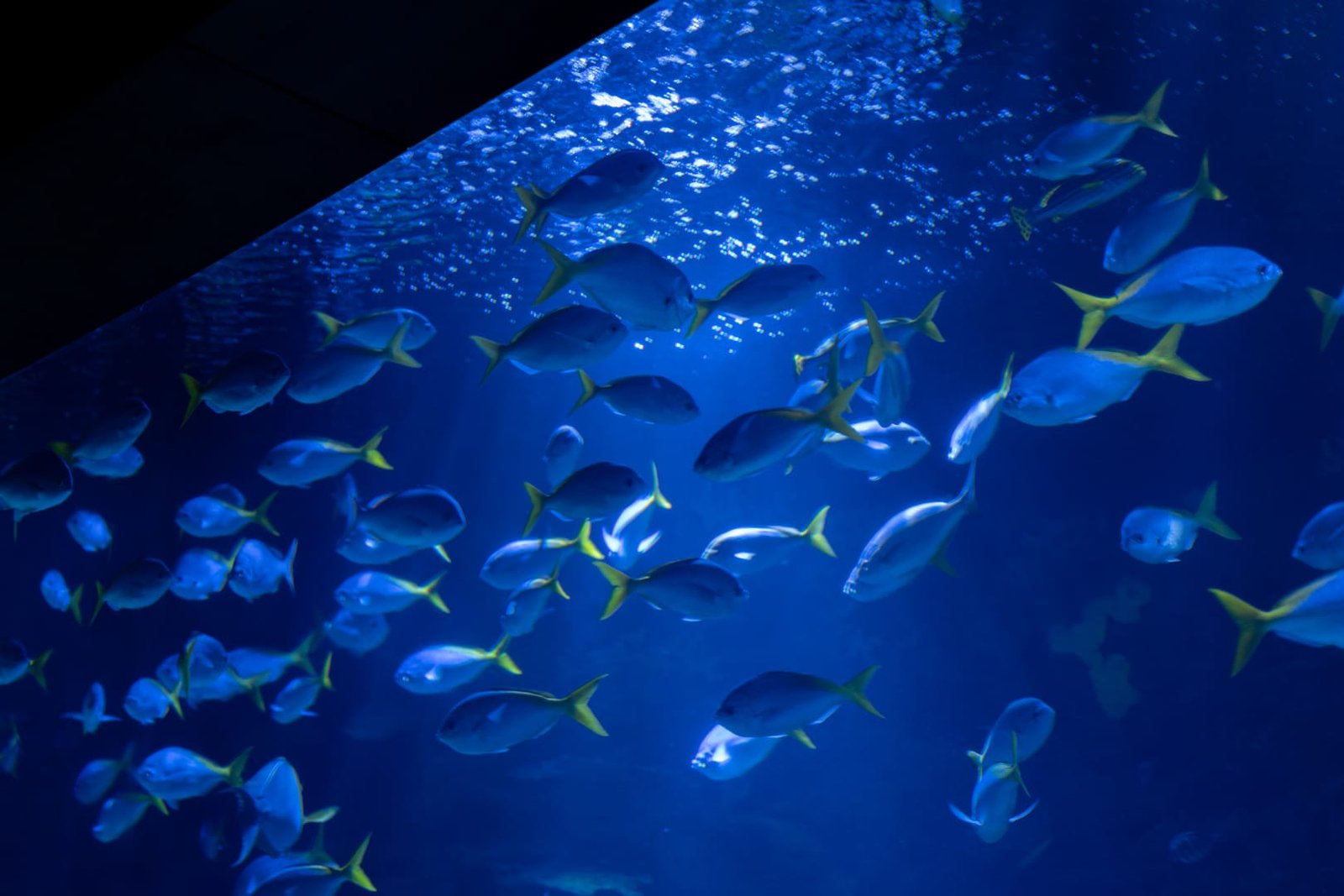L'Oceanogràfic w Walencji