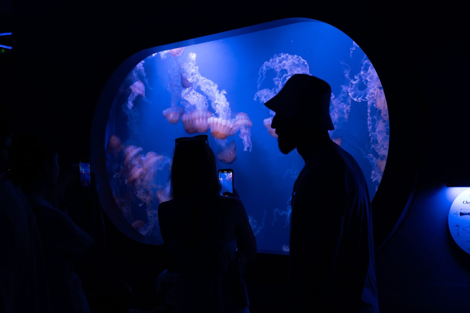 L'Oceanogràfic w Walencji