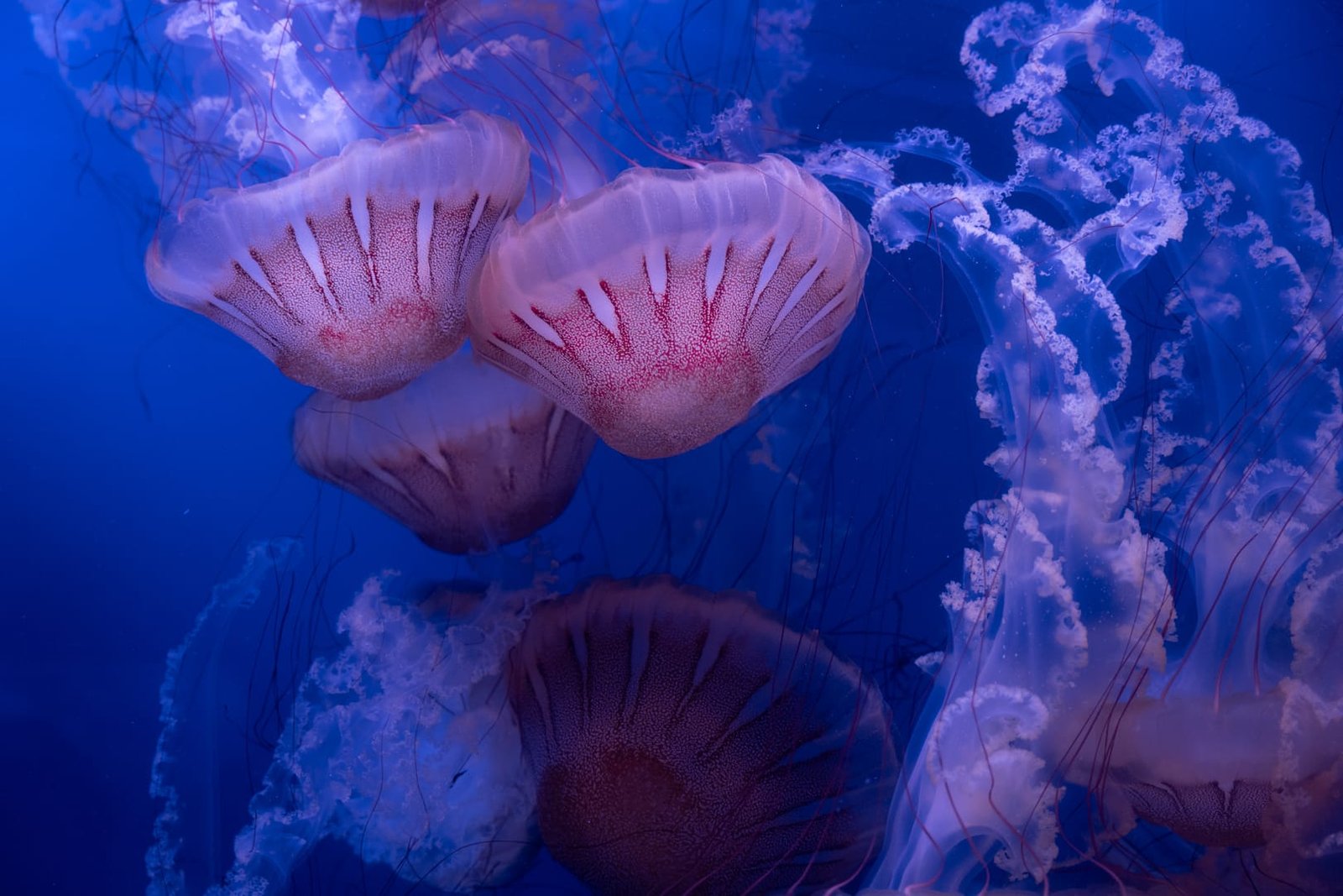 L'Oceanogràfic w Walencji