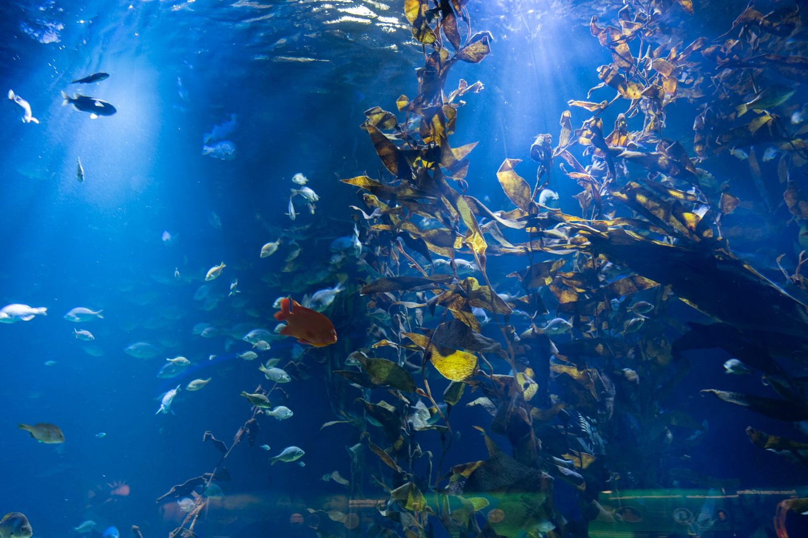 L'Oceanogràfic w Walencji