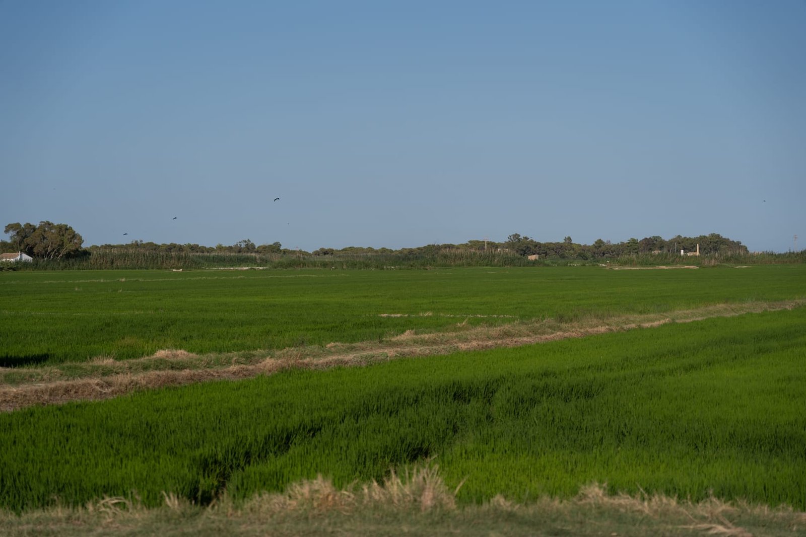 Pola ryżowe El Palmar