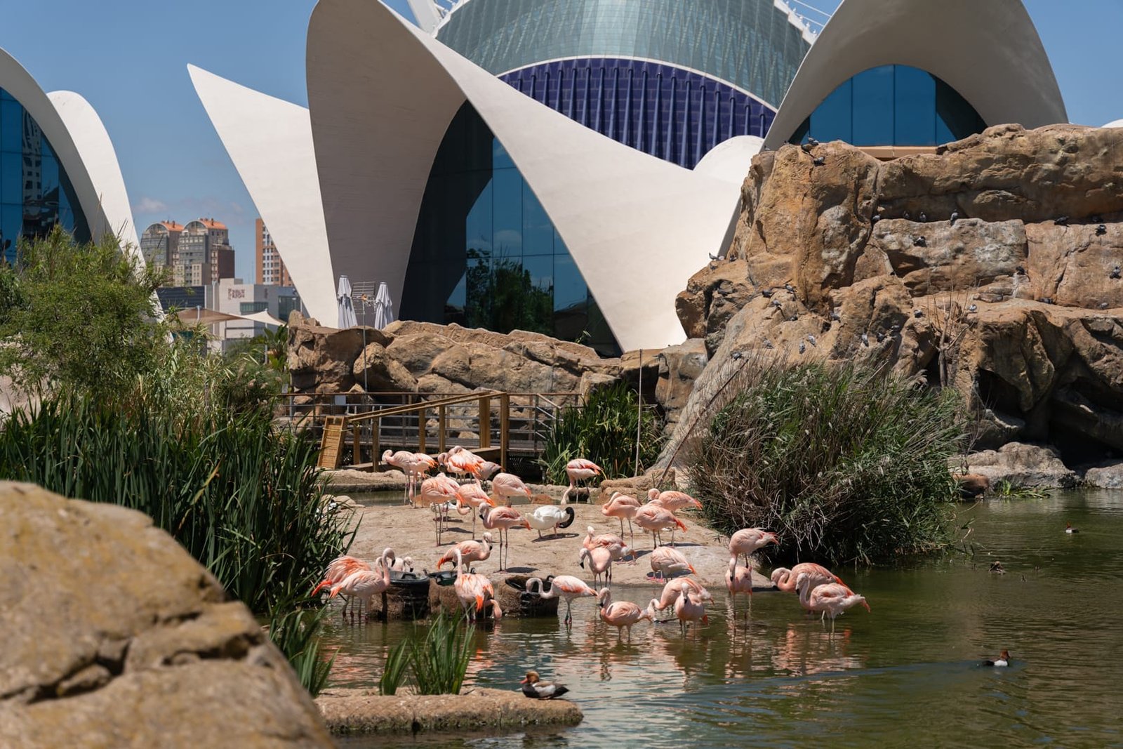 L'Oceanogràfic w Walencji